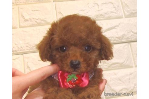 成約済の茨城県のトイプードル-159117の3枚目