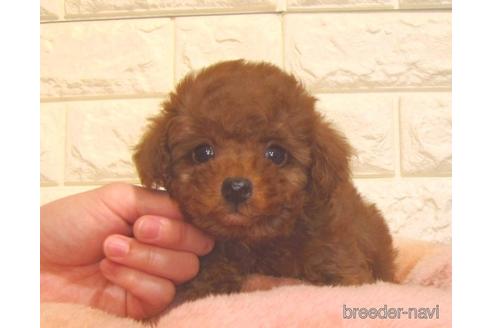 成約済の茨城県のトイプードル-159117の2枚目