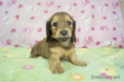 成約済の兵庫県のカニンヘンダックスフンド(ロングヘアード)-159125の3枚目