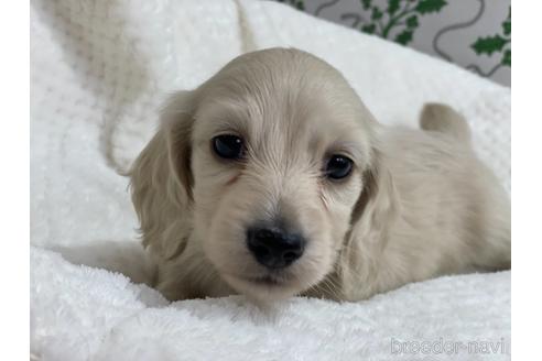 成約済の京都府のミニチュアダックスフンド(ロングヘアード)-159129