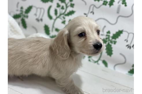 成約済の京都府のミニチュアダックスフンド(ロングヘアード)-159129の2枚目