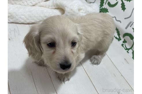 成約済の京都府のミニチュアダックスフンド(ロングヘアード)-159129の4枚目