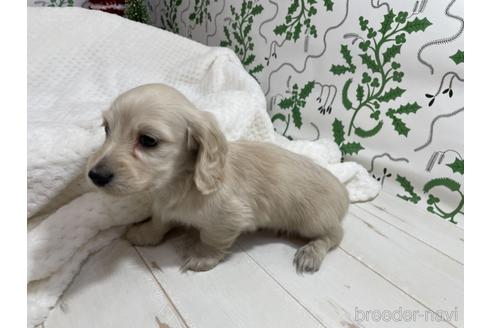 成約済の京都府のミニチュアダックスフンド(ロングヘアード)-159129の6枚目