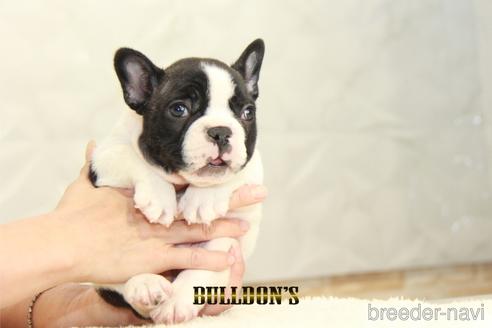 成約済の東京都のフレンチブルドッグ-159131の1枚目