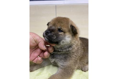 成約済の埼玉県の柴犬-159128の6枚目