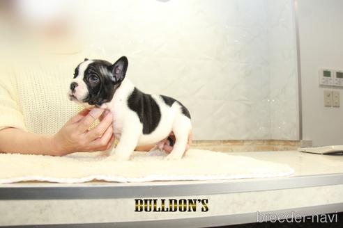 成約済の東京都のフレンチブルドッグ-159131の6枚目