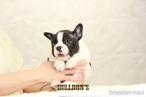 成約済の東京都のフレンチブルドッグ-159131の5枚目