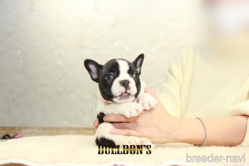 成約済の東京都のフレンチブルドッグ-159131の4枚目