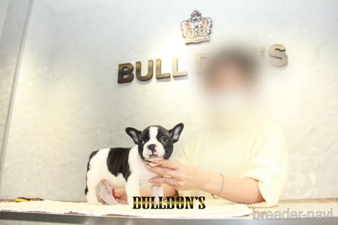 成約済の東京都のフレンチブルドッグ-159131の3枚目