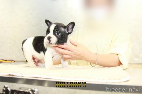 成約済の東京都のフレンチブルドッグ-159131の2枚目