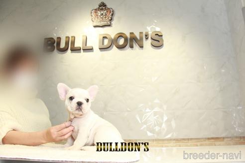 成約済の東京都のフレンチブルドッグ-159133の6枚目