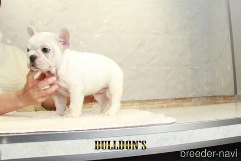 成約済の東京都のフレンチブルドッグ-159133の5枚目