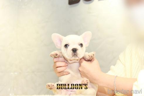 成約済の東京都のフレンチブルドッグ-159133の3枚目