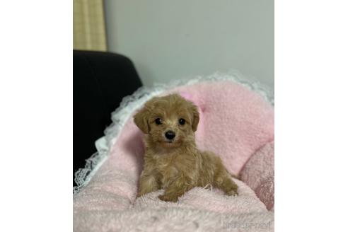 成約済の茨城県のマルプー:マルチーズ×トイプードル-157973の3枚目