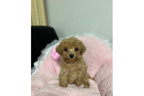 成約済の茨城県のマルプー:マルチーズ×トイプードル-157973の1枚目