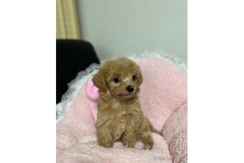 成約済の茨城県のマルプー:マルチーズ×トイプードル-157973の5枚目
