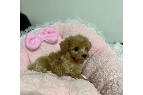 成約済の茨城県のマルプー:マルチーズ×トイプードル-157973の2枚目