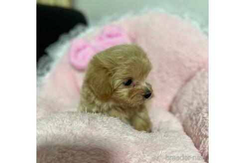 成約済の茨城県のマルプー:マルチーズ×トイプードル-157971の2枚目