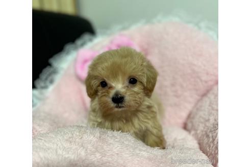 成約済の茨城県のマルプー:マルチーズ×トイプードル-157971の3枚目