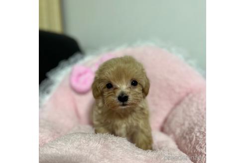 成約済の茨城県のマルプー:マルチーズ×トイプードル-157971の4枚目