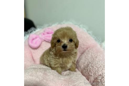 成約済の茨城県のマルプー:マルチーズ×トイプードル-157971の5枚目