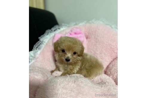 成約済の茨城県のマルプー:マルチーズ×トイプードル-157971の6枚目