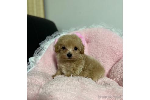 成約済の茨城県のマルプー:マルチーズ×トイプードル-157971の7枚目