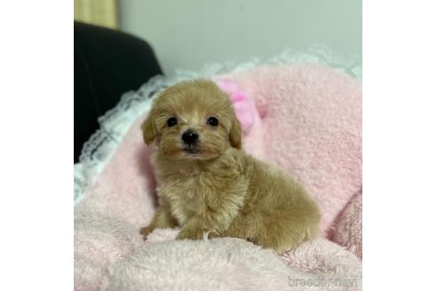 成約済の茨城県のマルプー:マルチーズ×トイプードル-157971