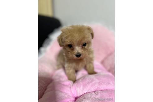 成約済の茨城県のマルプー:マルチーズ×トイプードル-157970