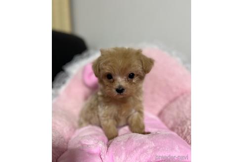 成約済の茨城県のマルプー:マルチーズ×トイプードル-157970の3枚目