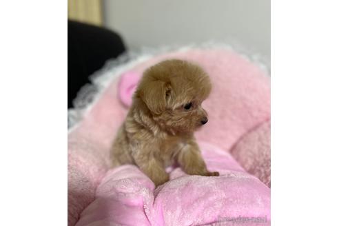 成約済の茨城県のマルプー:マルチーズ×トイプードル-157970の7枚目