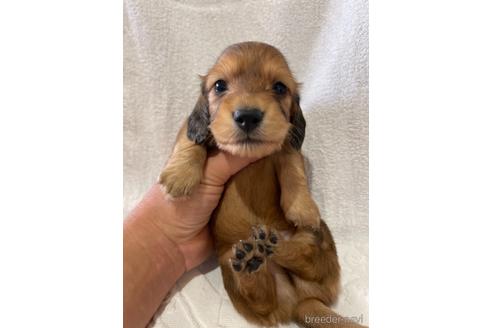 成約済の埼玉県のミニチュアダックスフンド(ロングヘアード)-156589の1枚目