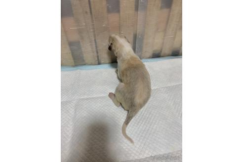 成約済の岡山県のボルゾイ-159193の2枚目