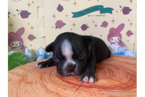 成約済の栃木県のミックス犬-159215の21枚目