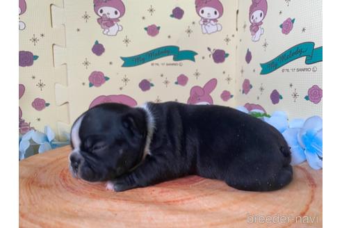 成約済の栃木県のミックス犬-159215の18枚目