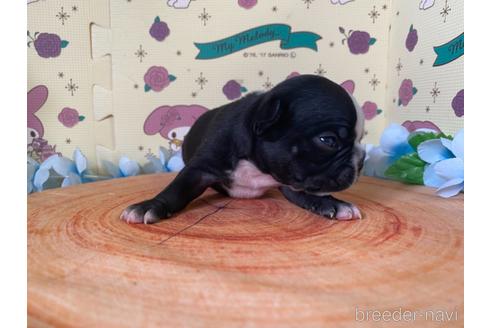 成約済の栃木県のミックス犬-159215の17枚目