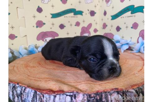 成約済の栃木県のミックス犬-159217の16枚目