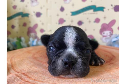成約済の栃木県のミックス犬-159217の23枚目