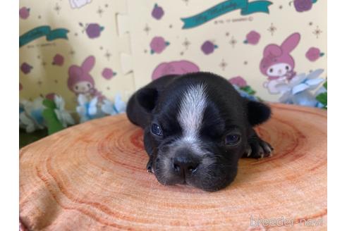成約済の栃木県のミックス犬-159217の22枚目