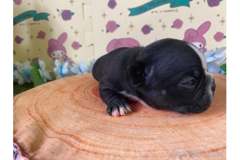 成約済の栃木県のミックス犬-159217の21枚目