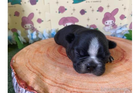 成約済の栃木県のミックス犬-159217の19枚目