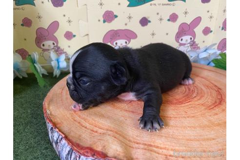 成約済の栃木県のミックス犬-159217の18枚目