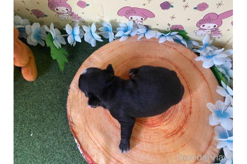 成約済の栃木県のミックス犬-159217の17枚目