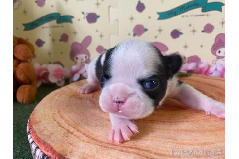 成約済の栃木県のミックス犬-159222の24枚目