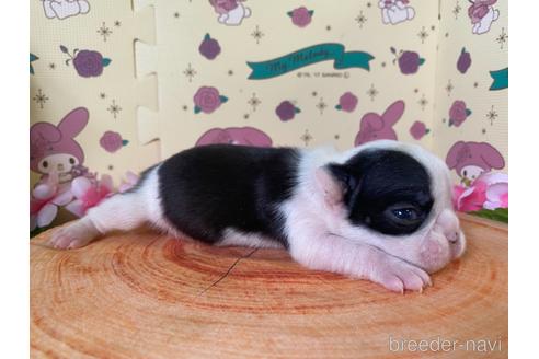 成約済の栃木県のミックス犬-159222の25枚目