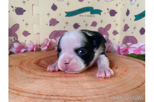 成約済の栃木県のミックス犬-159222の21枚目
