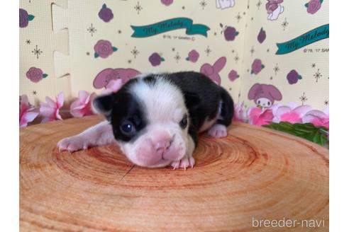 成約済の栃木県のミックス犬-159224の23枚目
