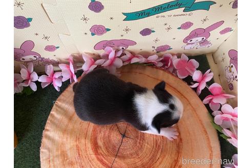 成約済の栃木県のミックス犬-159224の25枚目