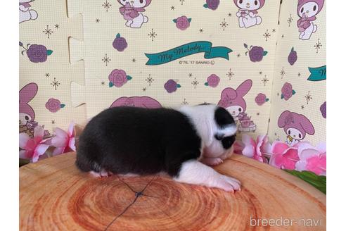 成約済の栃木県のミックス犬-159224の24枚目
