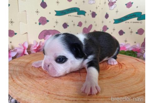 成約済の栃木県のミックス犬-159224の21枚目